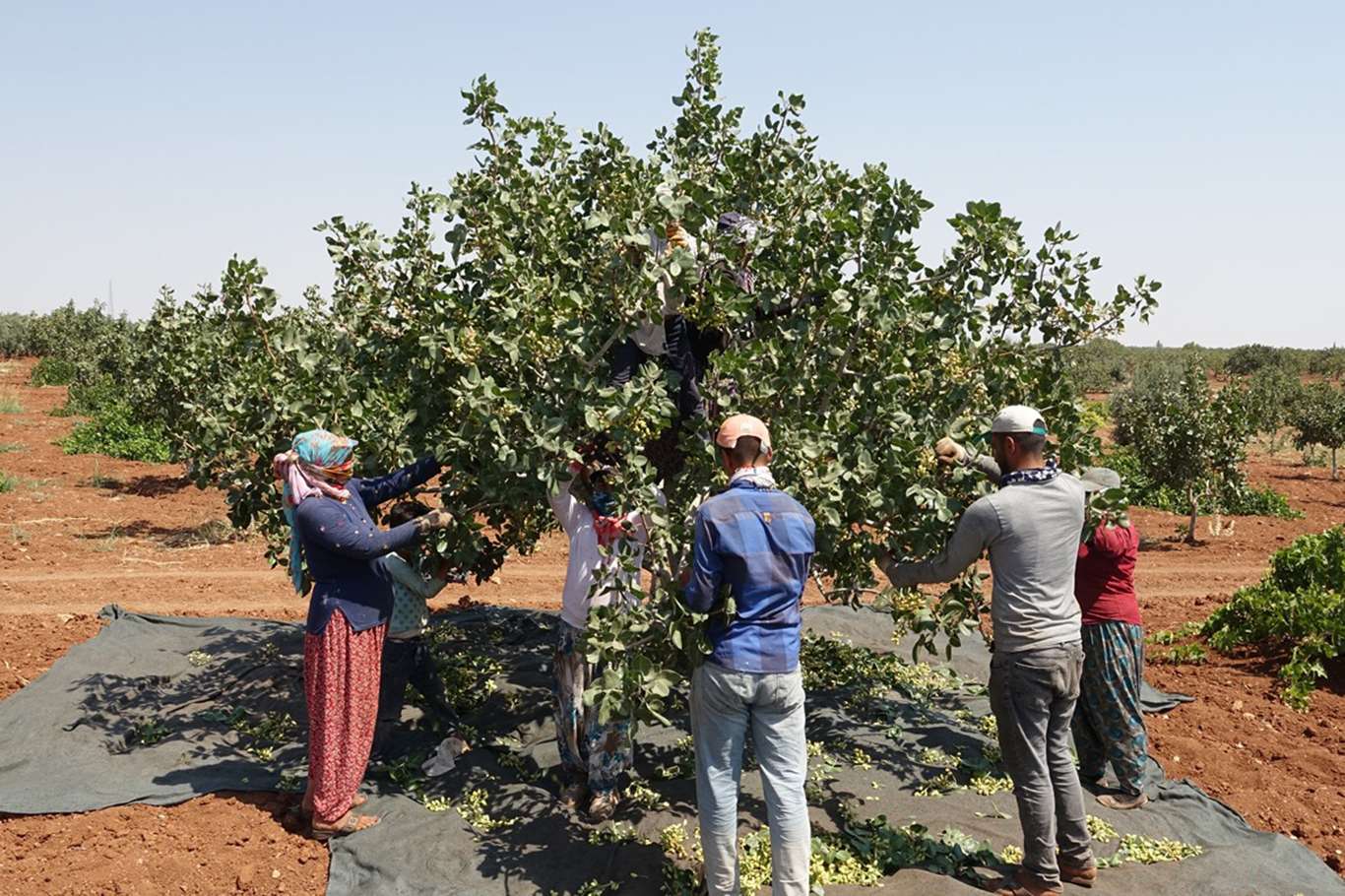 Antep fıstığında hasat sezonu yaklaşıyor Antep fıstığında hasat sezonu yaklaşıyor